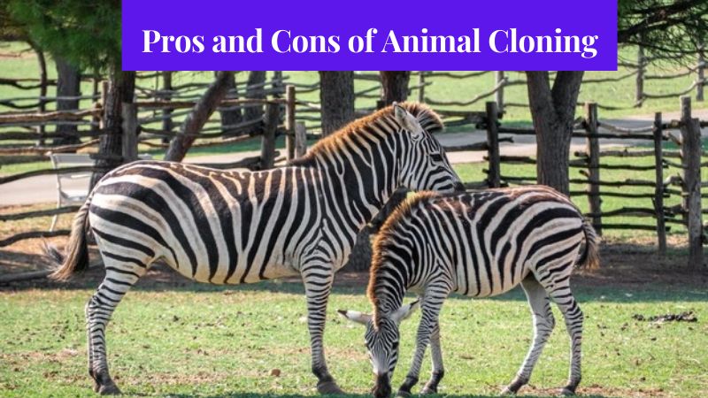 Pros and Cons of Animal Cloning 1